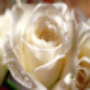 icon Roses Wallpapers HD