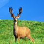 icon HD Deer Wallpapers dla leeco Le 2(X526)
