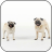 icon Mops Video 3D Wallpaper 2.0