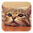 icon Q Cat 2.8