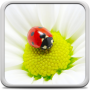 icon Ladybug Live Wallpaper