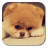 icon Q Puppy 1.3.0