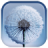 icon Dandelion 2.0.3