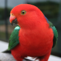 icon Talking Parrot Free LWP dla Micromax Canvas Mega 2