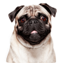 icon Talking Pug