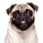 icon Talking Pug 1.8