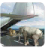 icon Animal Airplane Transporter 3D 1.1