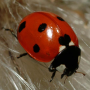 icon Ladybug - Live Wallpaper dla Samsung I9100 Galaxy S II