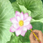 icon Draw Flowers 1.0.1