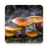 icon Autumn Mushrooms Live Wallpaper 1.0.8