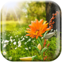 icon Spring Nature Live Wallpaper