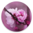 icon Cherry Blossom Wallpapers 2.0.1_ps