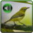 icon Kicau Master Pleci 1.0