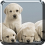 icon Puppies Live Wallpaper