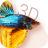 icon Betta Fish 3D Lite 2.0.8