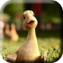 icon Talking Duck Live Wallpaper