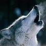 icon Animal Sound ☆ Animal Kingdom dla lephone W2