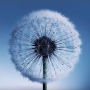 icon Dandelion Live Wallpaper dla Leagoo Z5