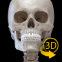 icon Skeleton | 3D Anatomy dla Samsung Galaxy Express Prime