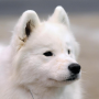 icon Samoyed Jigsaw Puzzle dla oukitel K3