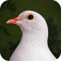 icon Destiny Dove