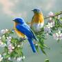 icon 70 Bird Sounds and Ringtones dla Micromax Canvas Mega 2